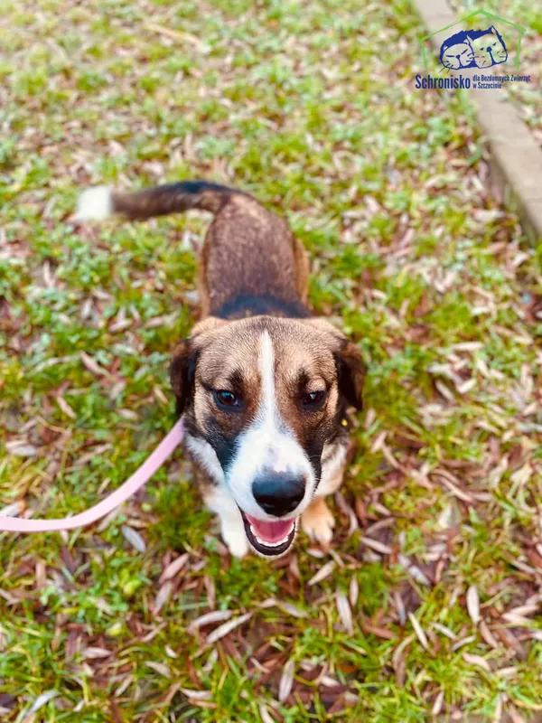 Pies do adopcji, Szczecin, 25 listopada 2024 (1/3)