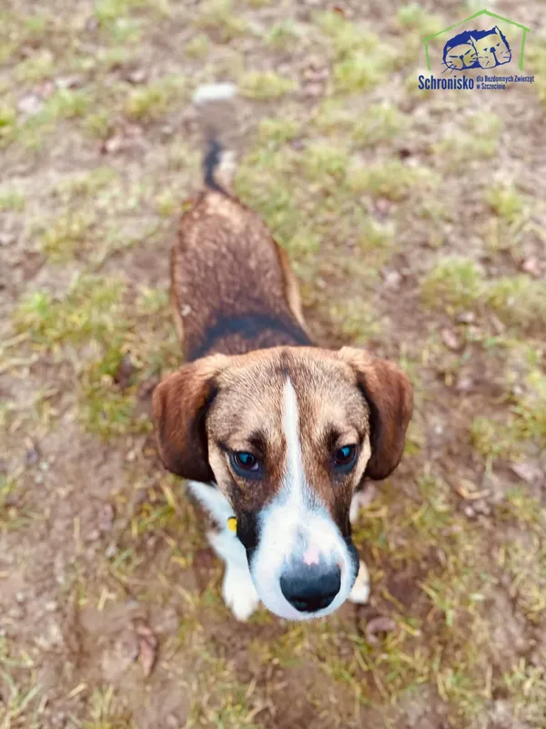 Pies do adopcji, Szczecin, 25 listopada 2024 (2/3)