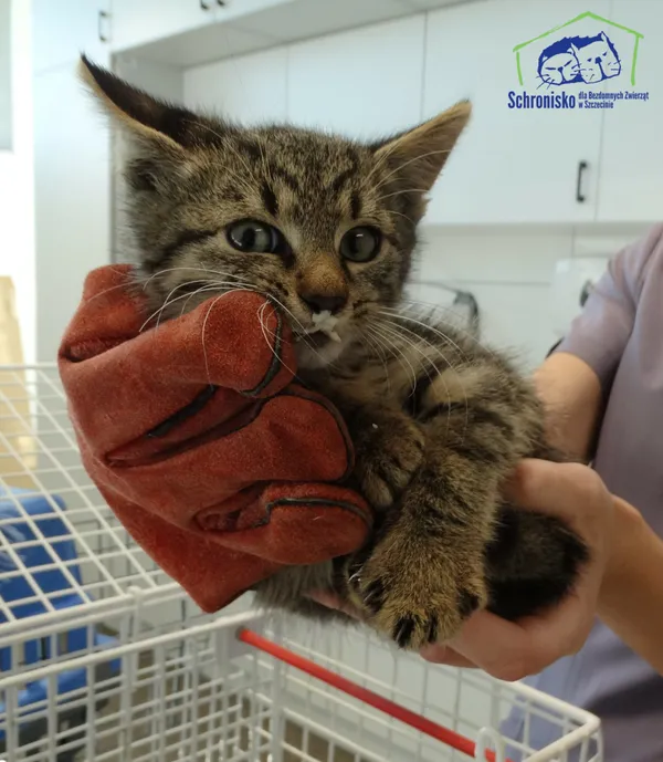 Kot do adopcji, Szczecin, 24 października 2024