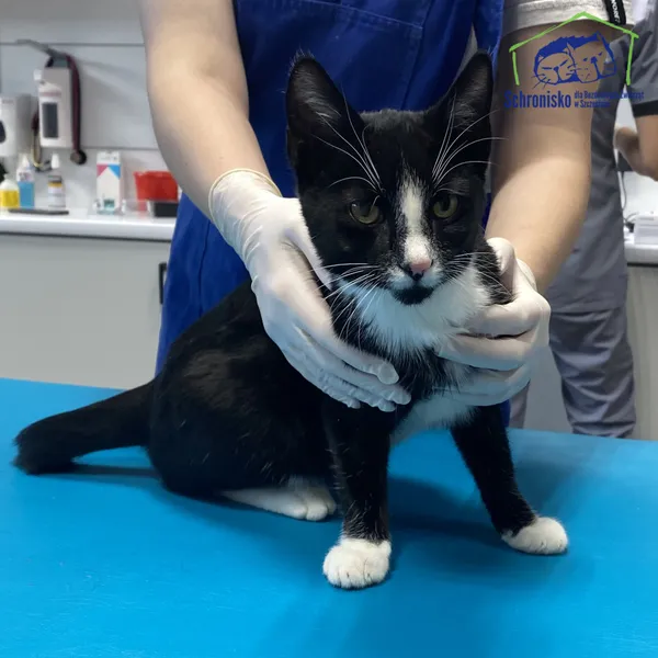 Kot do adopcji, Szczecin, 18 listopada 2024