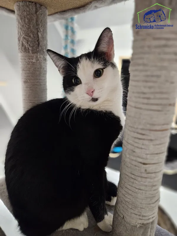 Kot do adopcji, Szczecin, 12 listopada 2024