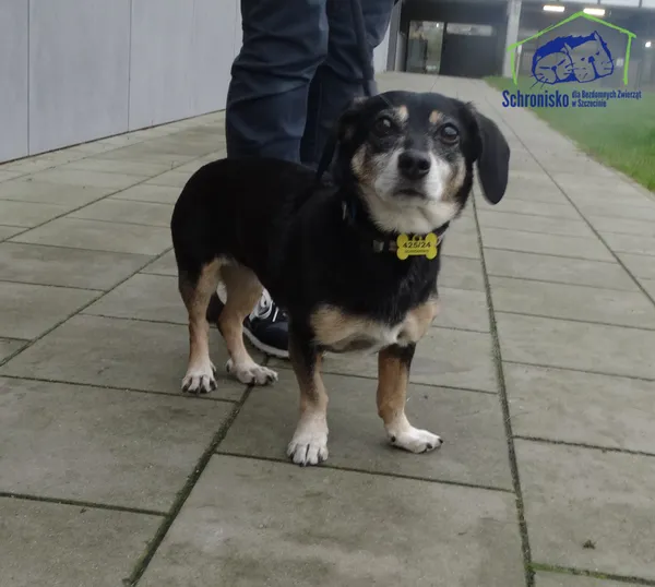 Pies do adopcji, Szczecin, 12 listopada 2024