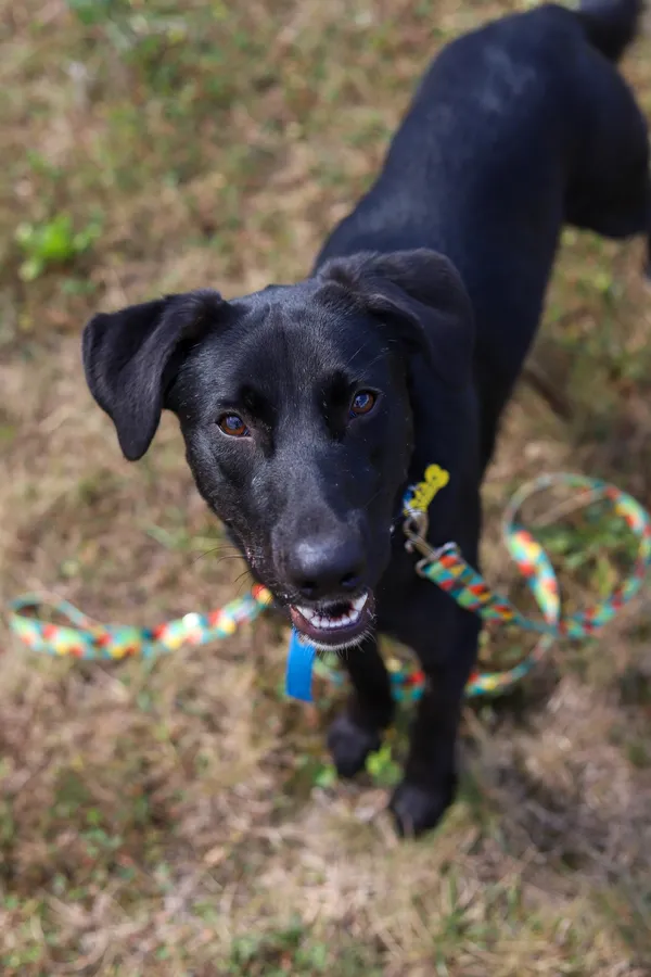 Pies do adopcji, Szczecin, 21 lipca 2024 (1/2)