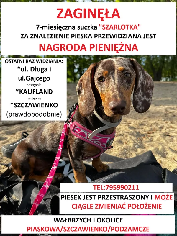 Zaginął pies, Wałbrzych, Piaskowa Góra, 12 czerwca 2025 (1/3)