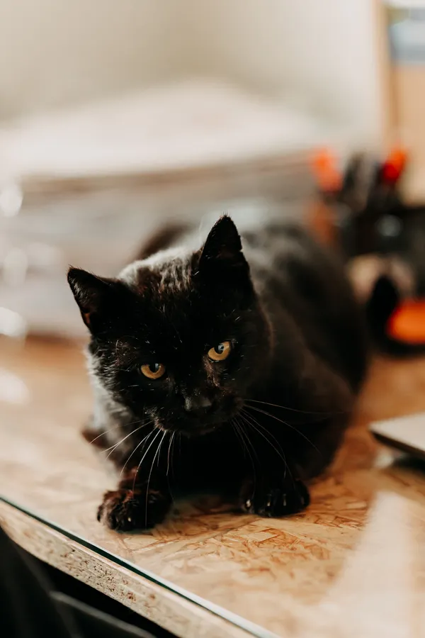 Kot do adopcji, Czartki, 12 czerwca 2025 (2/3)