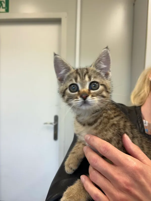 Kot do adopcji, Henrykowo, 12 czerwca 2025 (2/4)