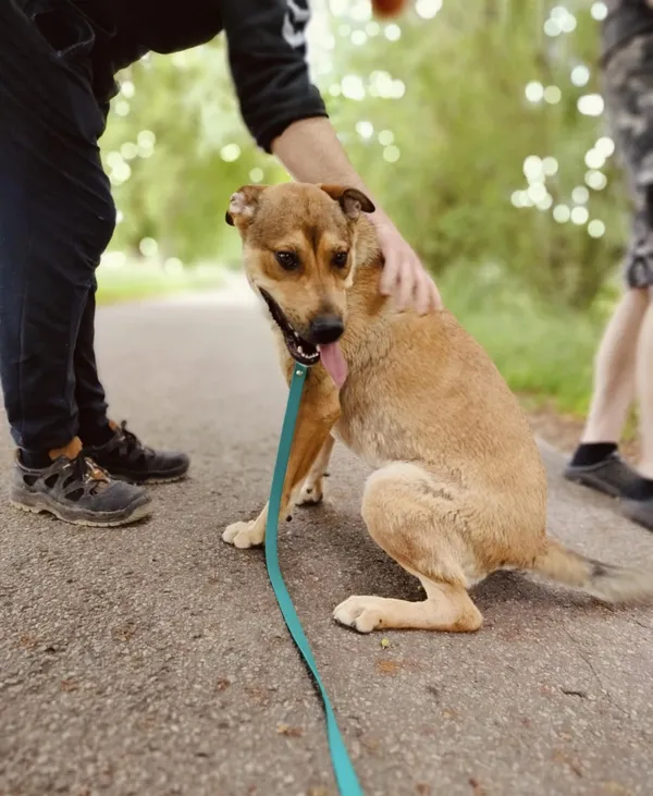 Pies do adopcji, Pawłowo, 12 czerwca 2025 (2/4)