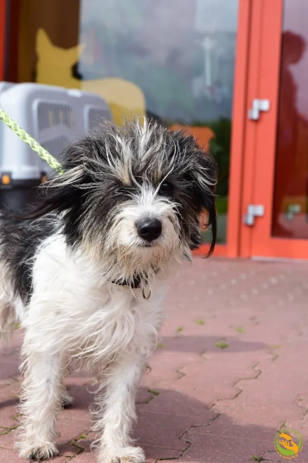 Znaleziono psa, Skałowo, 12 czerwca 2025 (2/3)