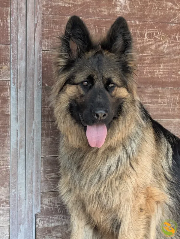 Znaleziono psa, Skałowo, 12 czerwca 2025 (1/5)