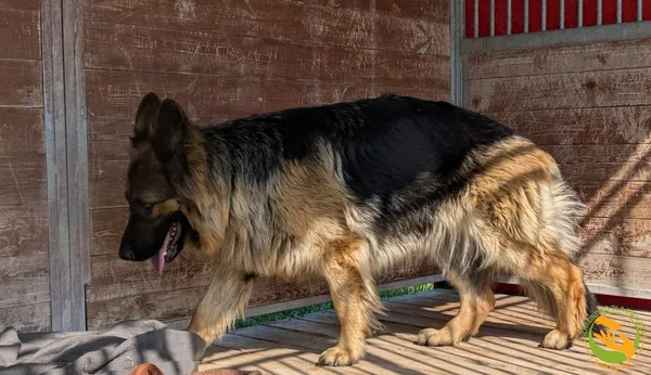 Znaleziono psa, Skałowo, 12 czerwca 2025 (2/5)