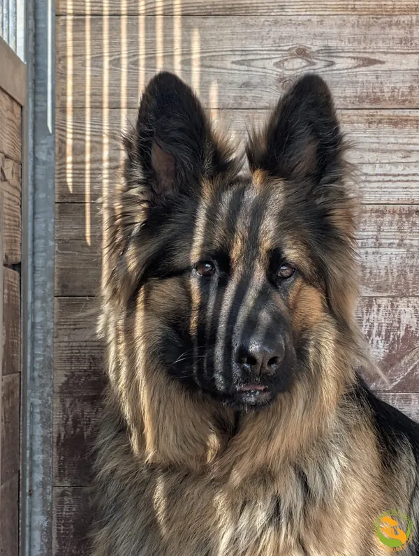 Znaleziono psa, Skałowo, 12 czerwca 2025 (3/5)