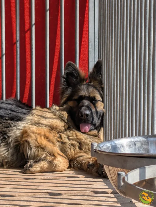 Znaleziono psa, Skałowo, 12 czerwca 2025 (4/5)