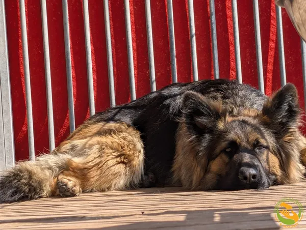 Znaleziono psa, Skałowo, 12 czerwca 2025 (5/5)