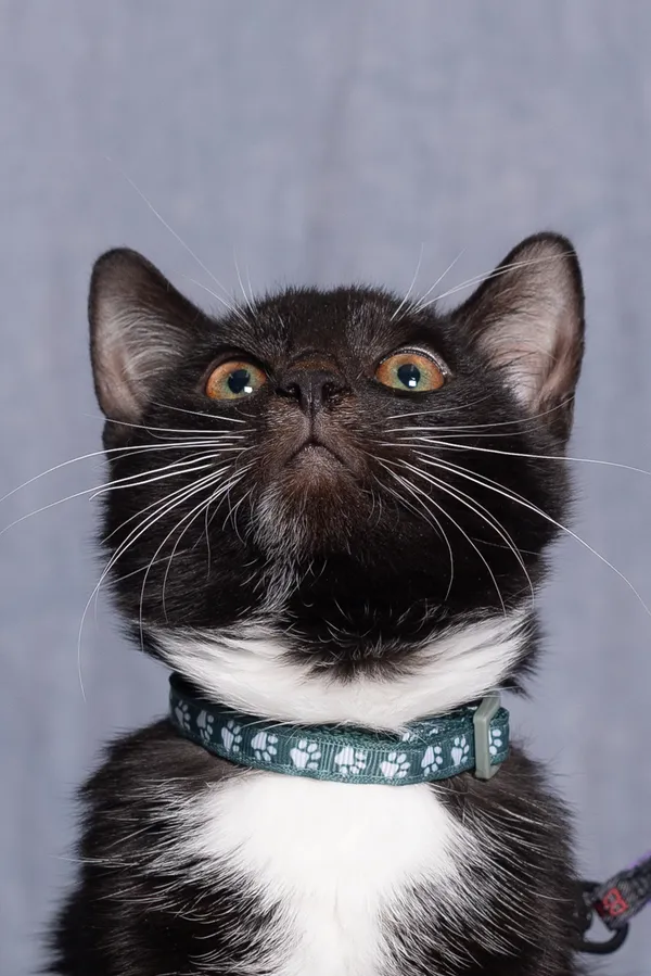 Kot do adopcji, Gdańsk, 12 czerwca 2025