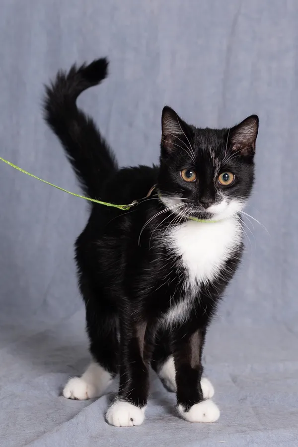 Kot do adopcji, Gdańsk, 21 maja 2025