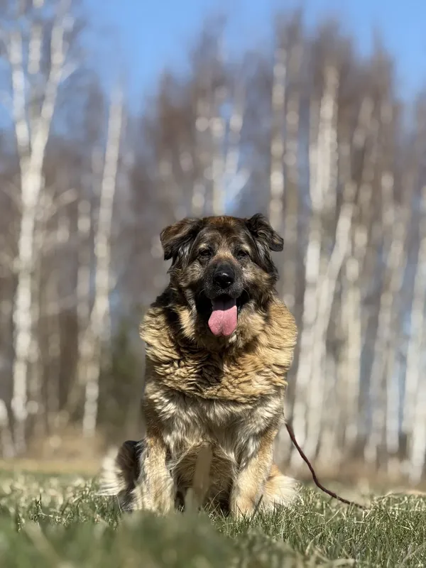 Pies do adopcji, Pieczyska, 12 czerwca 2025 (2/5)