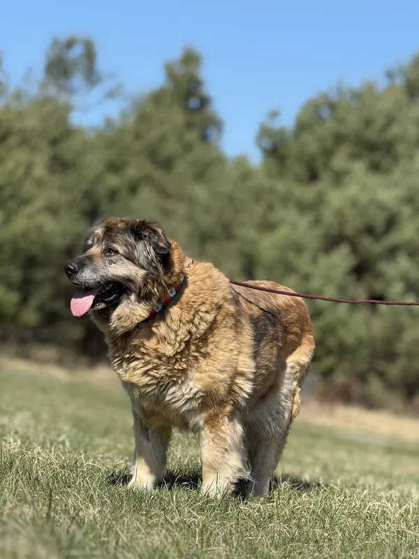 Pies do adopcji, Pieczyska, 12 czerwca 2025 (3/5)