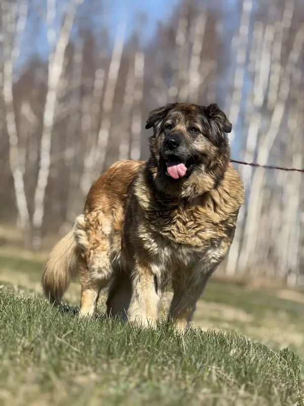 Pies do adopcji, Pieczyska, 12 czerwca 2025 (4/5)