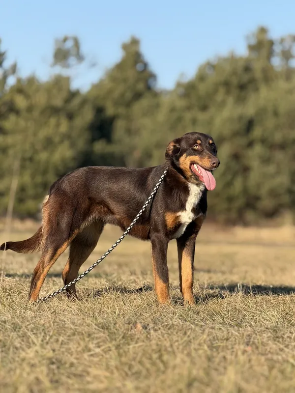 Pies do adopcji, Pieczyska, 12 czerwca 2025 (5/5)