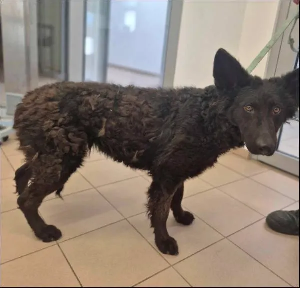 Znaleziono psa, Grudziądz, 12 czerwca 2025