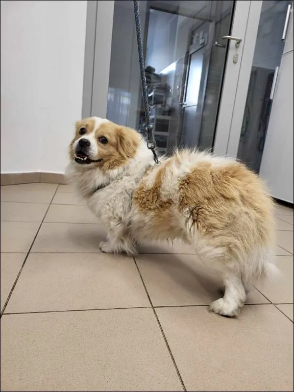 Znaleziono psa, Grudziądz, 12 czerwca 2025