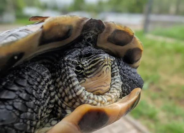 Znaleziono zwierzę, Lublin, 3 czerwca 2025