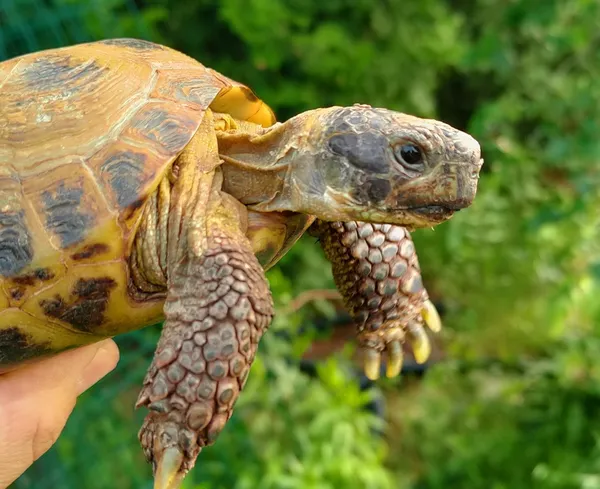 Znaleziono zwierzę, Lublin, 9 czerwca 2025