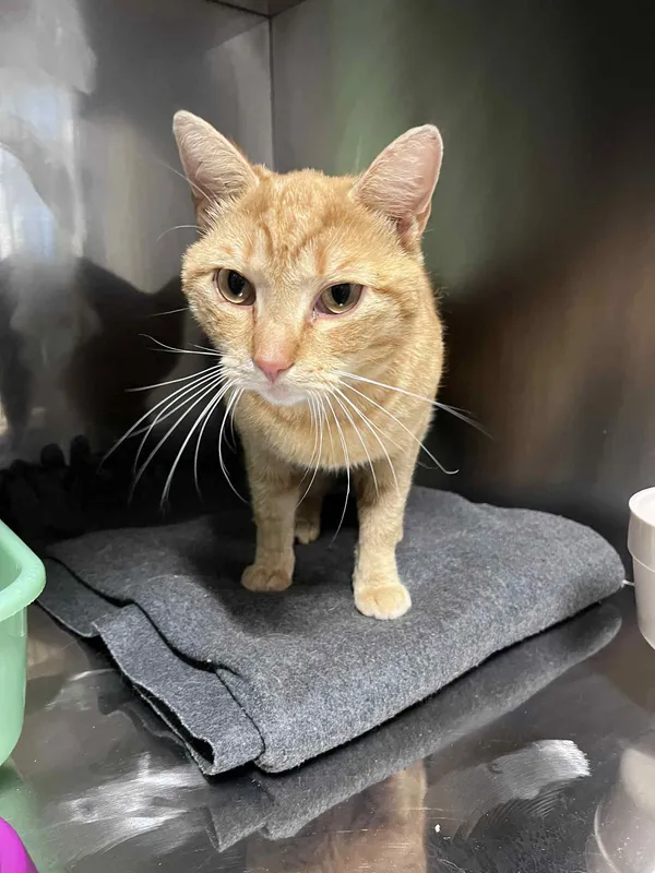 Kot do adopcji, Włocławek, 11 czerwca 2025 (2/3)