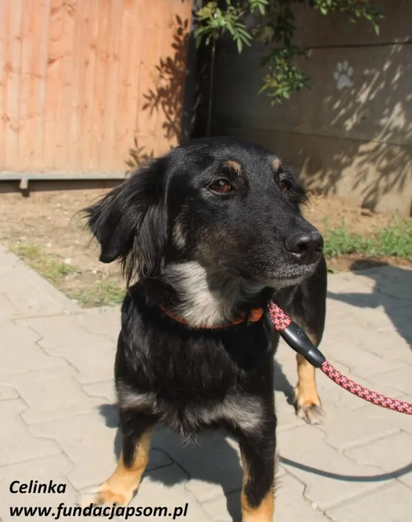 Pies do adopcji, Nowy Dwór Mazowiecki, 12 czerwca 2025 (1/5)