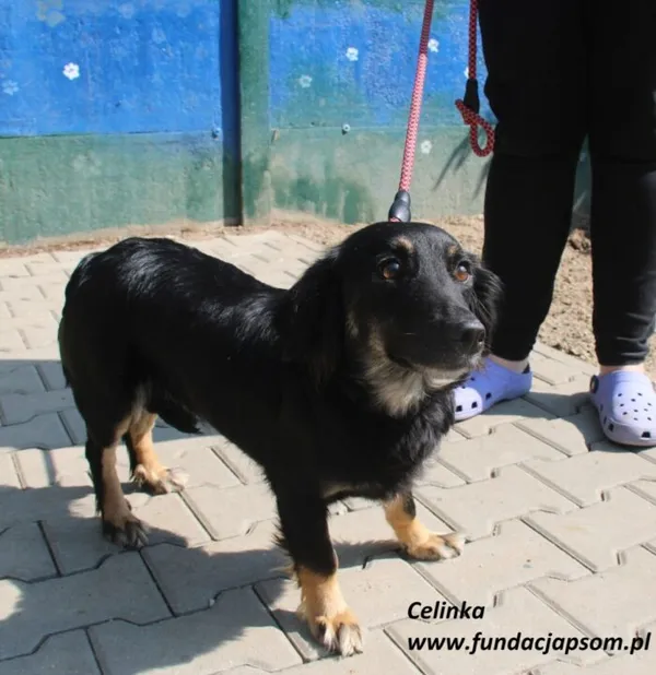 Pies do adopcji, Nowy Dwór Mazowiecki, 12 czerwca 2025 (2/5)