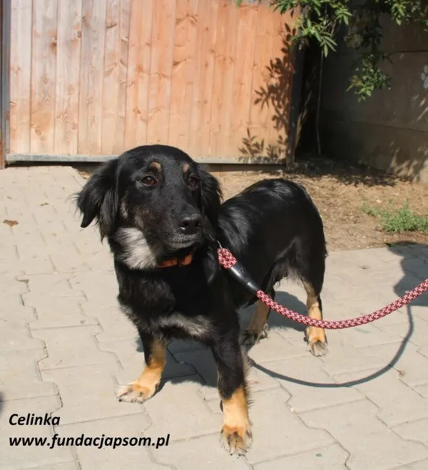 Pies do adopcji, Nowy Dwór Mazowiecki, 12 czerwca 2025 (4/5)
