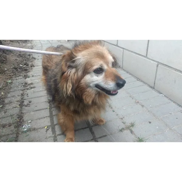 Znaleziono psa, Białystok, 12 czerwca 2025