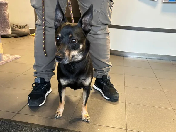 Znaleziono psa, Bydgoszcz, 11 czerwca 2025