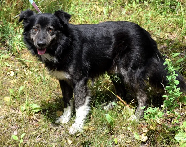 Znaleziono psa, Pieckowo, 12 czerwca 2025 (1/5)