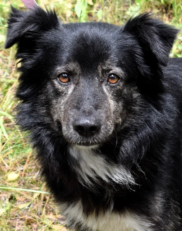 Znaleziono psa, Pieckowo, 12 czerwca 2025 (2/5)