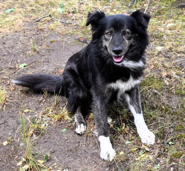 Znaleziono psa, Pieckowo, 12 czerwca 2025 (3/5)