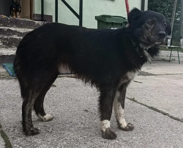 Znaleziono psa, Pieckowo, 12 czerwca 2025 (4/5)