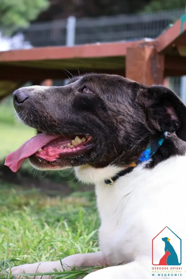 Pies do adopcji, Grudziądz, 12 marca 2021 (3/5)