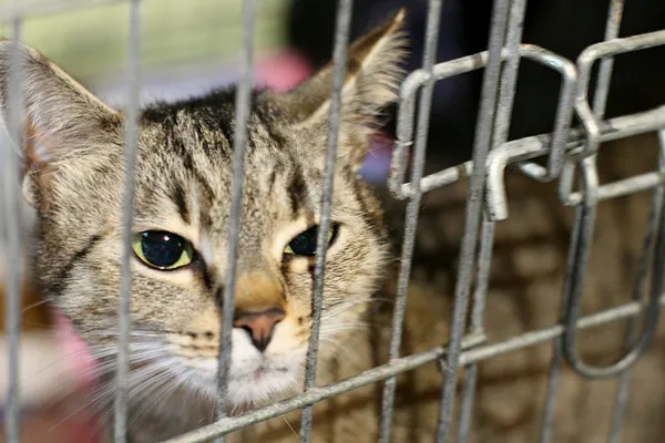 Znaleziono kota, Wałbrzych, 6 czerwca 2025