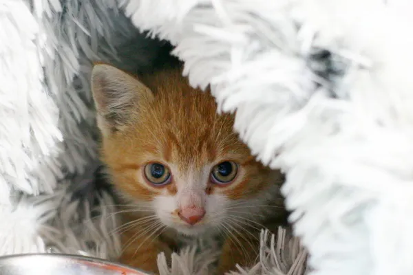 Znaleziono kota, Wałbrzych, 8 czerwca 2025 (2/2)