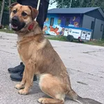 Znaleziono psa