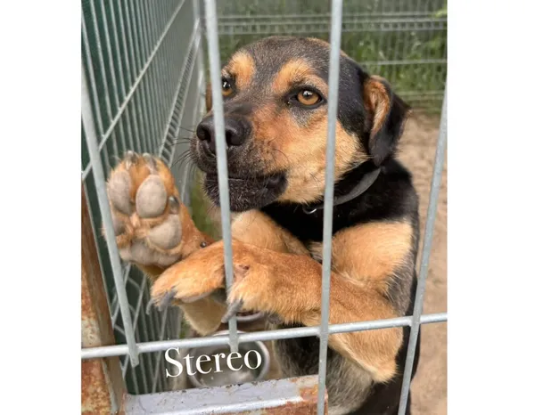 Pies do adopcji, Przyborówko, 28 grudnia 2025 (3/4)