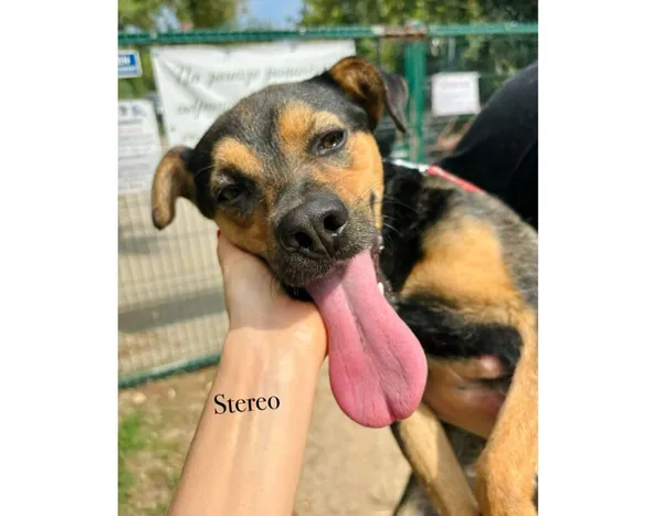 Pies do adopcji, Przyborówko, 28 grudnia 2025 (4/4)