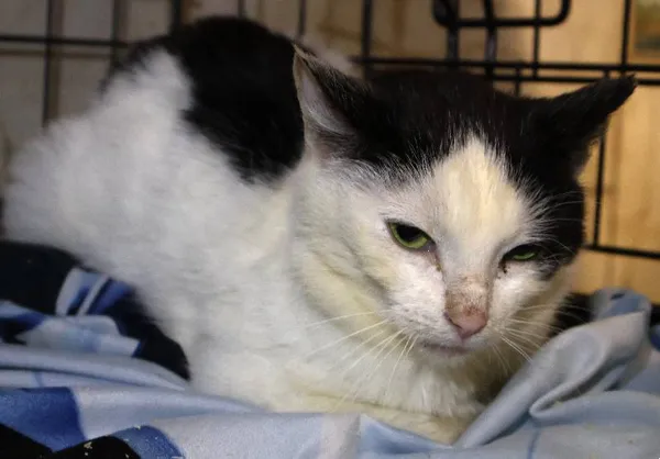 Znaleziono kota, Łódź, 10 czerwca 2025 (3/3)