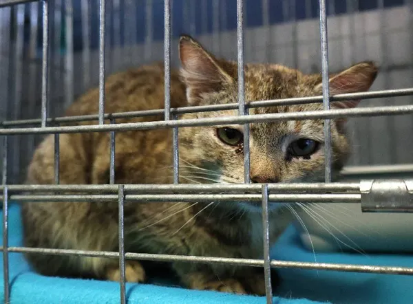 Znaleziono kota, Łódź, 10 czerwca 2025 (4/5)