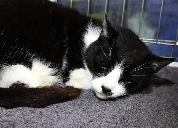 Znaleziono kota, Łódź, 10 czerwca 2025 (2/5)