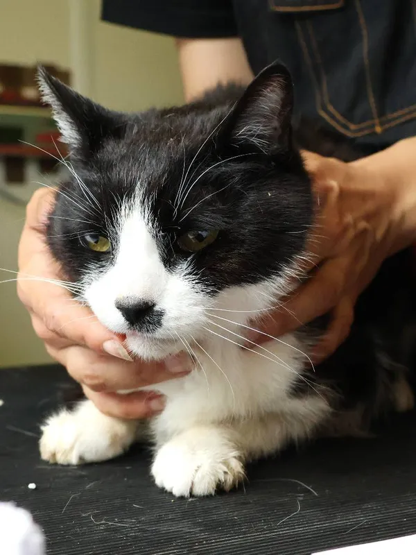 Znaleziono kota, Łódź, 10 czerwca 2025 (4/5)