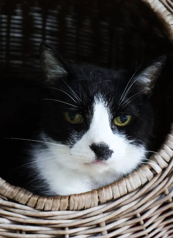 Znaleziono kota, Łódź, 10 czerwca 2025 (5/5)