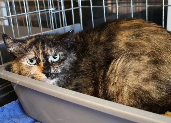 Znaleziono kota, Łódź, 10 czerwca 2025 (2/5)