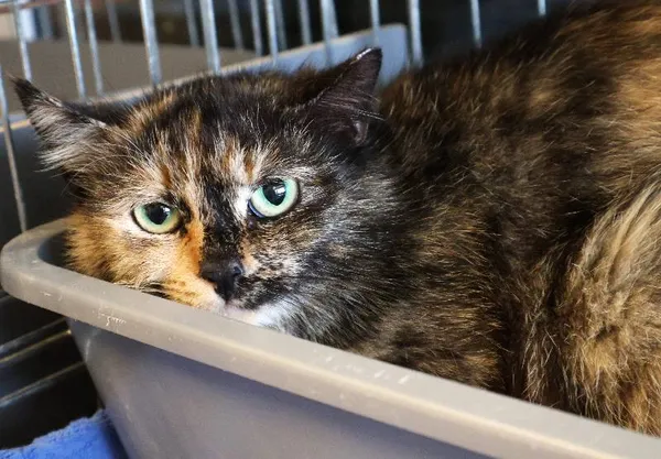 Znaleziono kota, Łódź, 10 czerwca 2025 (3/5)